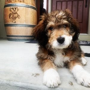 Meet your Posher, Dana